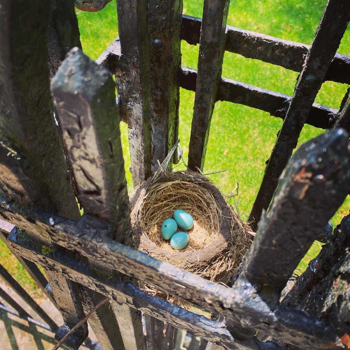 marlzipan's tweet image. Peek inside! 👁 &amp;gt;&amp;gt; 💎s on our walk today. #Hoboken #stillspring #aretheyoktho