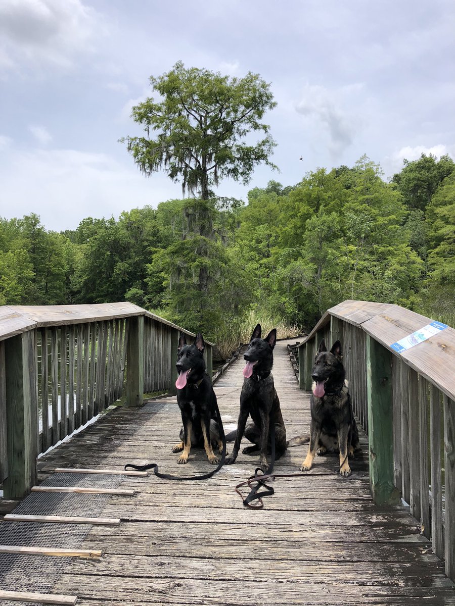 K9Apart's tweet photo. Training had a different look today and I wouldn’t trade it for anything in the world. ❤️#squad #pointyears #gsd #k9 #workingdog #dutchshepard #adventures #k9apart https://t.co/Q2IJlJmkLf