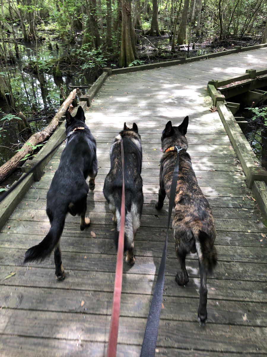 K9Apart's tweet photo. Training had a different look today and I wouldn’t trade it for anything in the world. ❤️#squad #pointyears #gsd #k9 #workingdog #dutchshepard #adventures #k9apart https://t.co/Q2IJlJmkLf