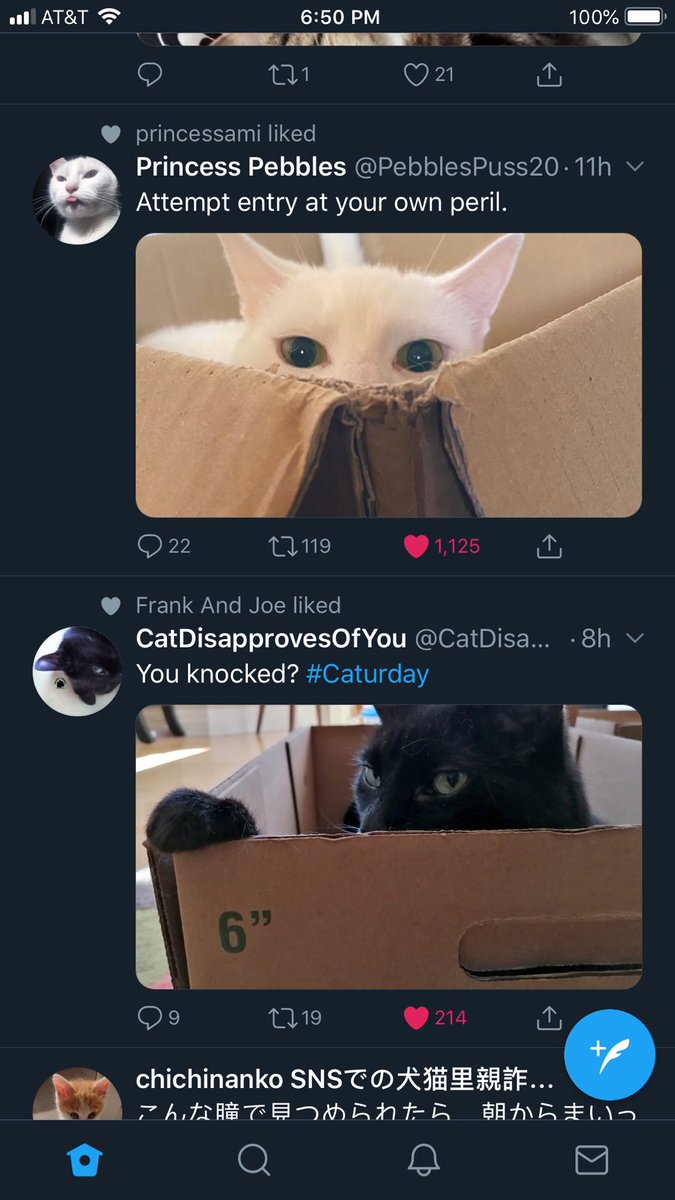 PepperMarieG's tweet photo. U guys plan this? 😹 @PebblesPuss2014 @CatDisapproval https://t.co/PIrlrhqyFB