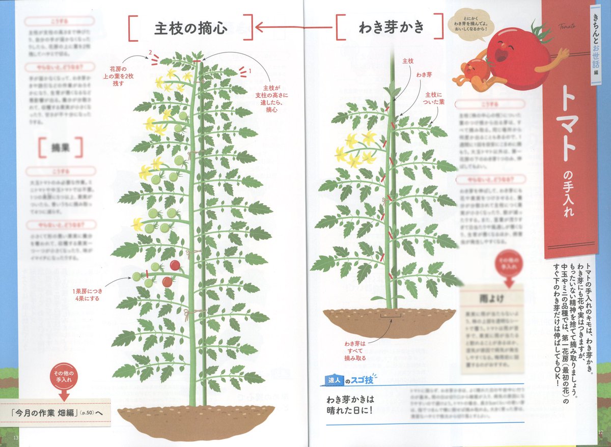 NHK出版「やさいの時間 」2020年6
・7月号で大扉やカットなど沢山イラストを描かせていただきました。夏野菜を守る!がテーマだったので、手のひらの上で伸び伸びと過ごす夏野菜たちを描きました?????
デザインは鍋田哲平さんです。 
