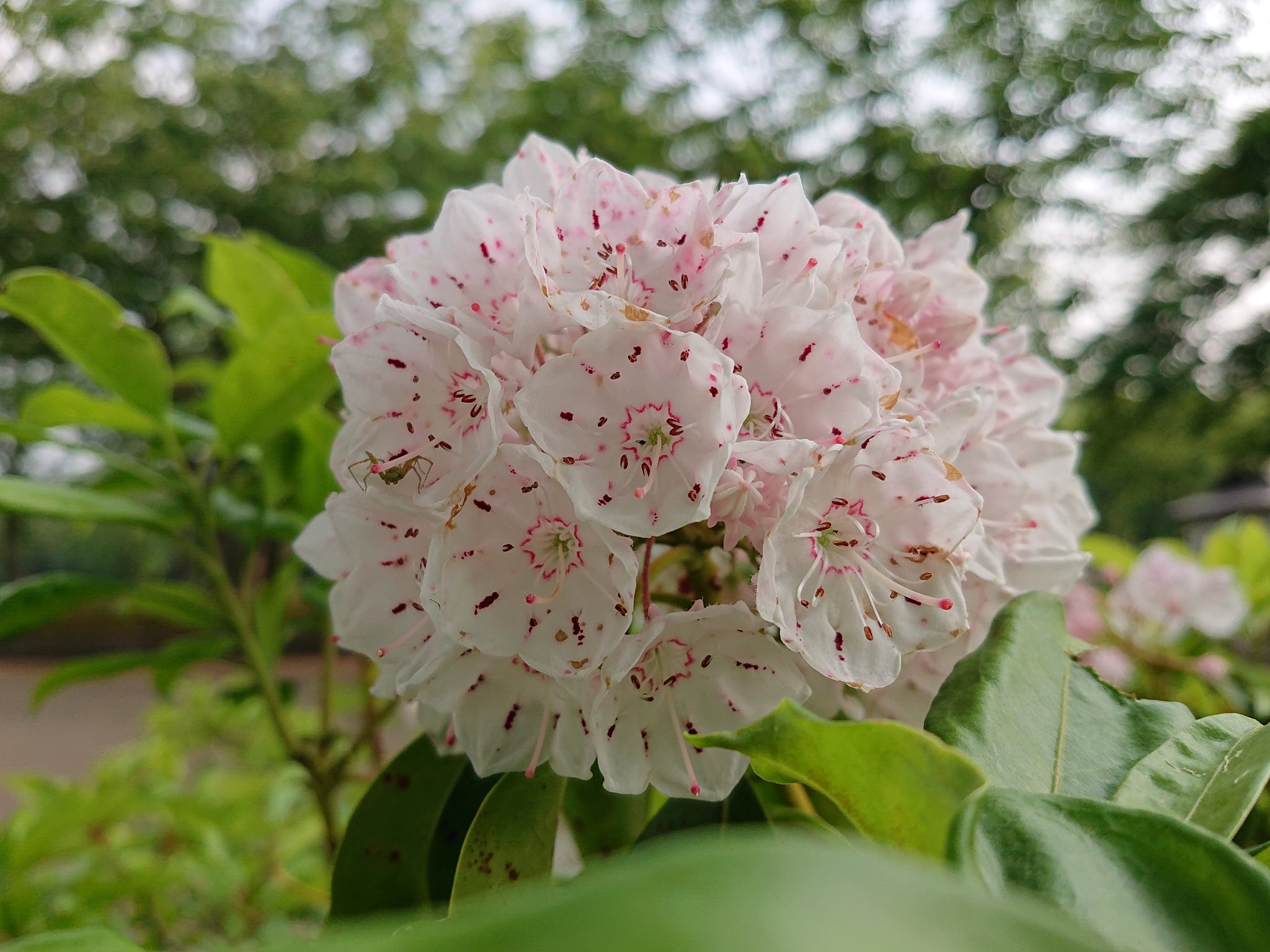 みぃ おはようございます アメリカシャクナゲ カルミア 花 花写真 花写っと お写ん歩 はなまっぷ T Co K7ecxj6gkm Twitter