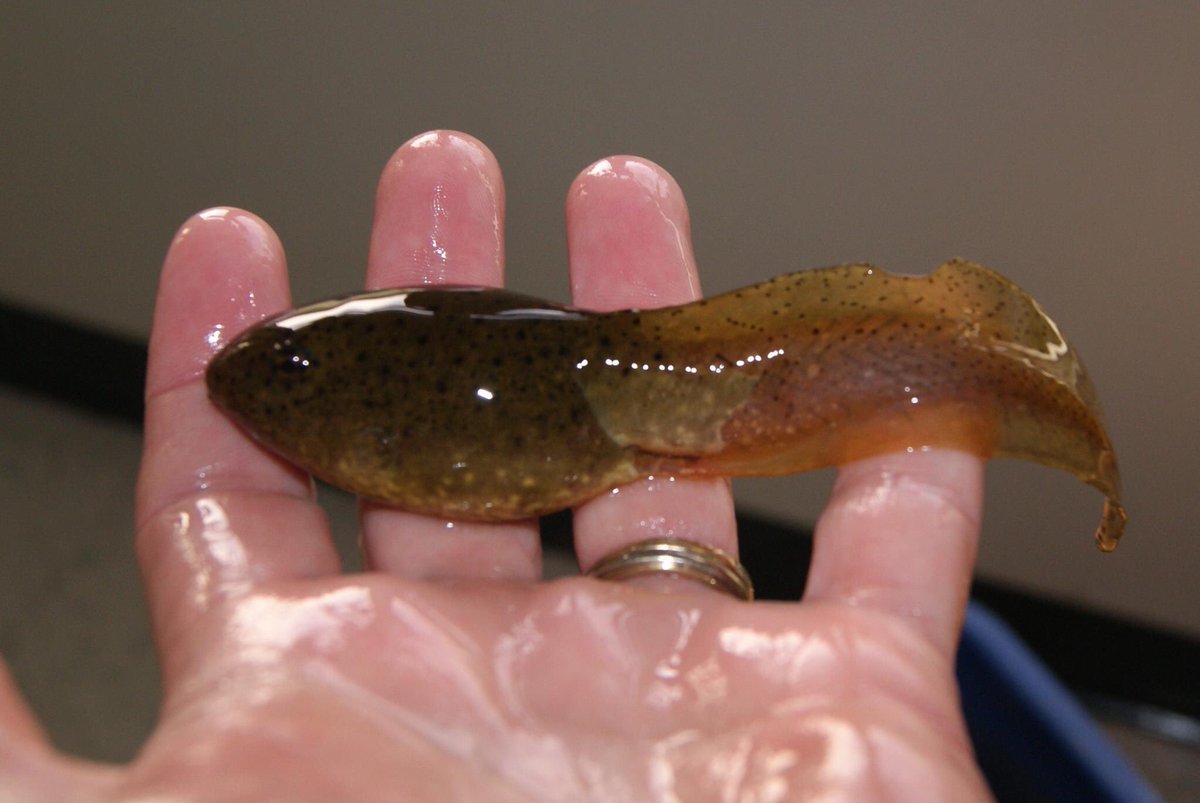 OutdoorEdKPR's tweet photo. Who does not LOVE checking out tadpoles!?!? So amazing to watch the transformations as they become land creatures. There is so much variety between species from the Huge Bullfrogs to the tiny Spring Peepers. #calendarofdiscoveries @kprschools #KPRLearningatHome https://t.co/uamKKlAf5q