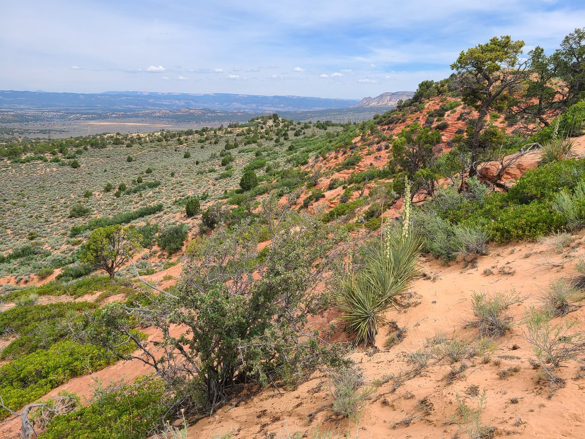 high_desert_rex's tweet photo. Shots from a week of #fieldwork checking my new mapping of the Sevier Fault Zone in southern Utah! Lots of work done, but lots more to do! #geology #faultmapping #utahgeologicalsurvey https://t.co/RjBMcZBGFn