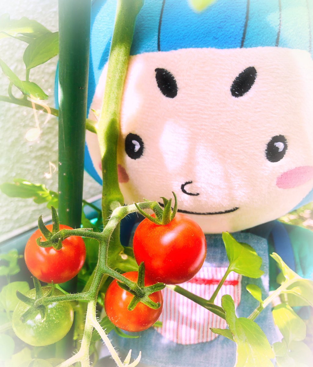 みづまろくんファン おうち時間で育てた野菜を初めて収穫 まっ赤になったミニトマト ピーマンもいつの間にか大きくなっていました キコキコ 嬉しそうにペダルを漕ぐみづまろくん みづまろくん 島本町 公式マスコット キャラクター みづまろくんファン おうち時間で育てた野菜を初めて収穫 まっ赤になったミニトマト ピーマンもいつの間にか大きくなっていました キコキコ 嬉しそうにペダルを漕ぐみづまろくん みづまろくん 島本町 公式マスコット キャラクター