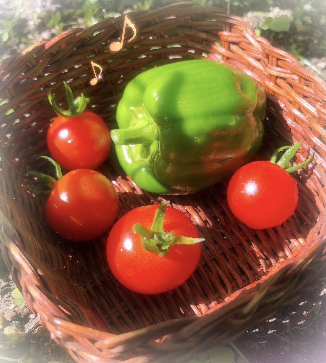 みづまろくんファン おうち時間で育てた野菜を初めて収穫 まっ赤になったミニトマト ピーマンもいつの間にか大きくなっていました キコキコ 嬉しそうにペダルを漕ぐみづまろくん みづまろくん 島本町 公式マスコット キャラクター みづまろくんファン おうち時間で育てた野菜を初めて収穫 まっ赤になったミニトマト ピーマンもいつの間にか大きくなっていました キコキコ 嬉しそうにペダルを漕ぐみづまろくん みづまろくん 島本町 公式マスコット キャラクター