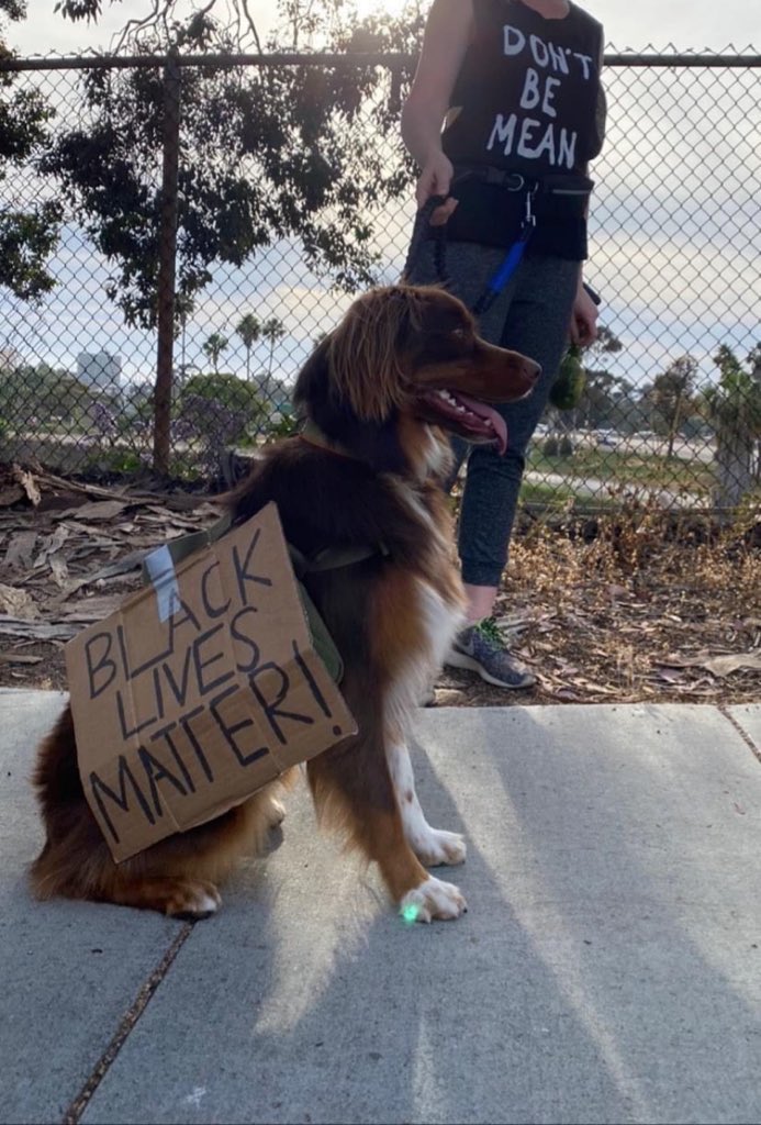 thread of very good dogs protesting for justice