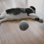 魂と器？？猫のブラッシングで出来た毛玉w