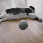 魂と器？？猫のブラッシングで出来た毛玉w