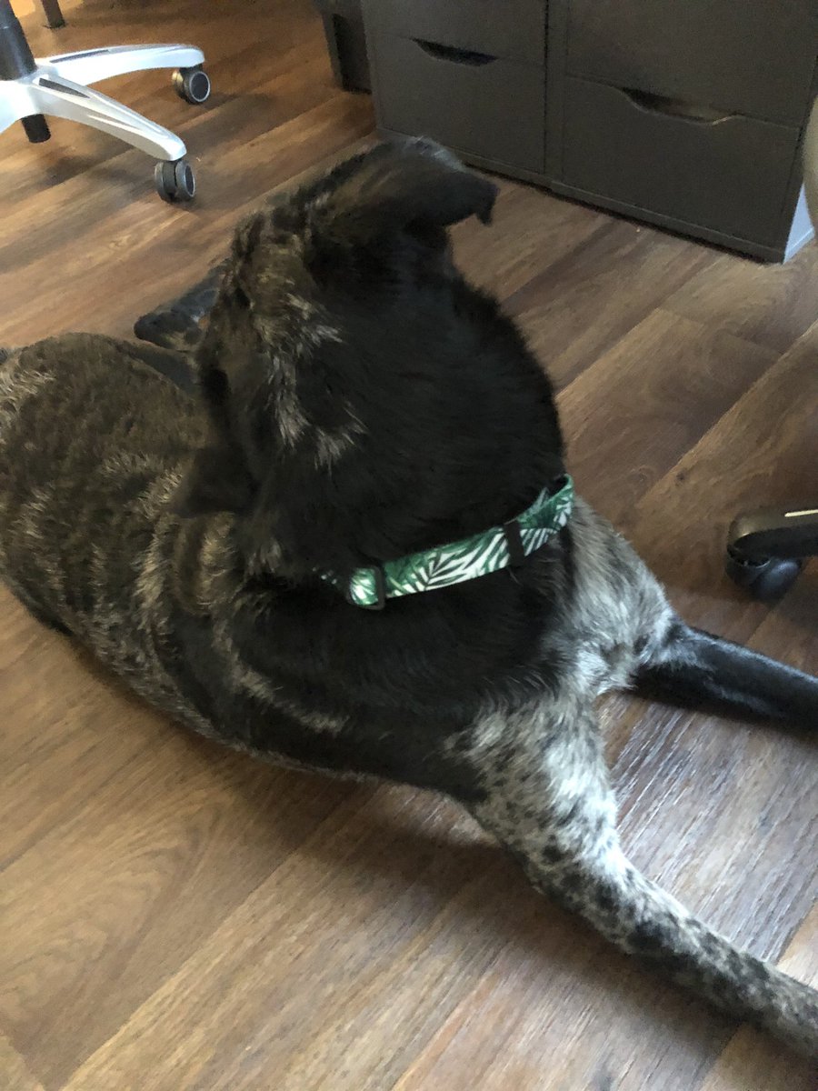 DUDEronomyMen's tweet photo. New collar! #koathedog #dogsoftwitter #dogs https://t.co/FK5AHDSQZZ