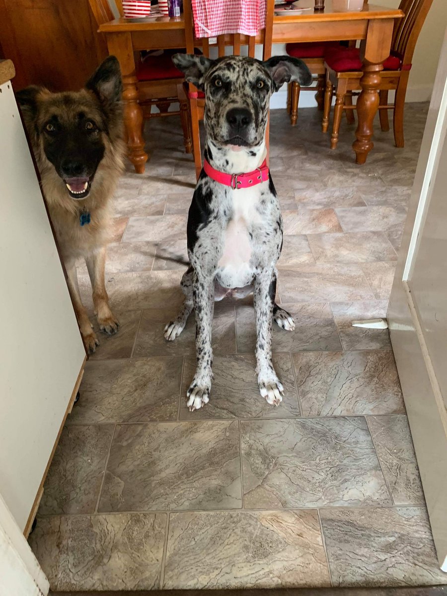 MirrorRain's tweet photo. @bouphe @Ravsy_ @yogscast This is Archie and Maisie. They are the dogs of my two sisters. Archie (left) is I think 3 years old. Maisie (right)  is less than a year. https://t.co/pO6ZkDJkcQ