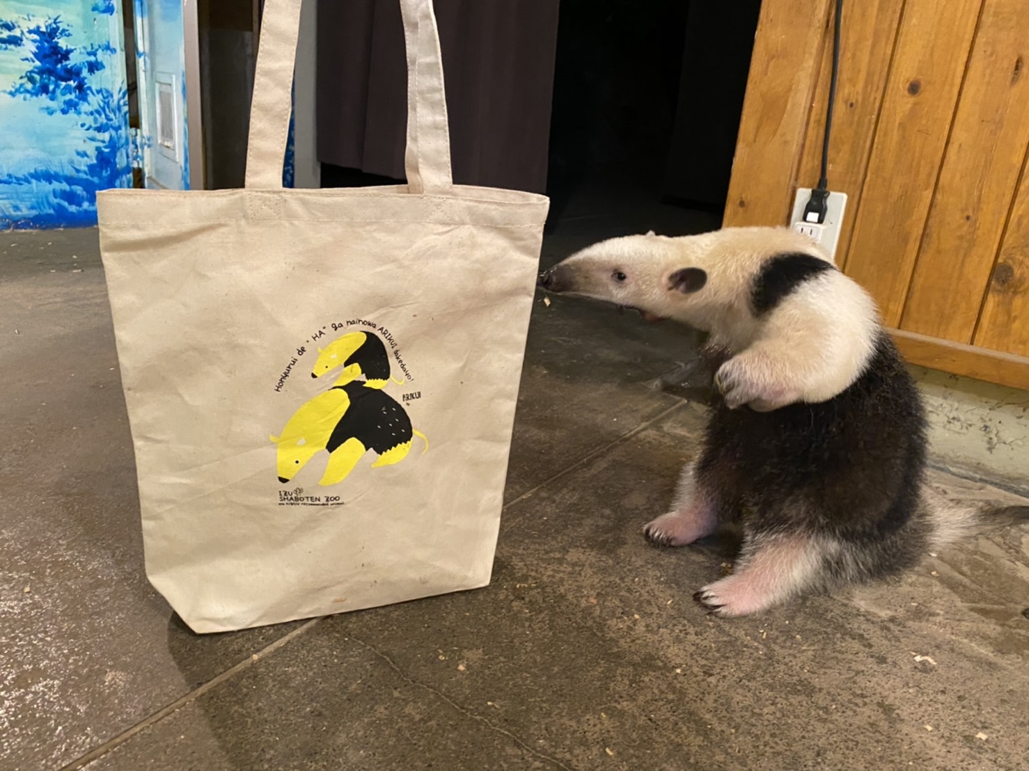 伊豆シャボテン動物公園グループ 公式 通販はじめました 特別編 ミナミコアリクイグッズ販売中 飼育員シリーズ ミナミコアリクイの肩にかけてみました 威嚇ポーズ 伊豆シャボテン動物公園 伊豆シャボテン本舗 オフショット Amazon