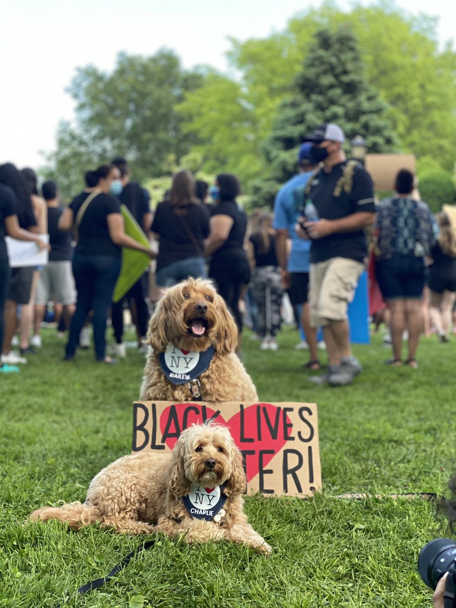 thread of very good dogs protesting for justice