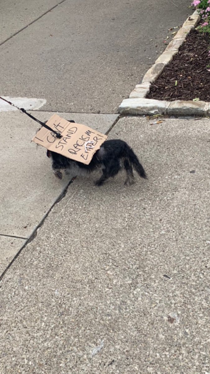 thread of very good dogs protesting for justice