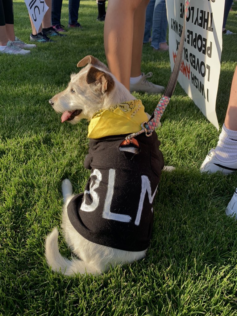 thread of very good dogs protesting for justice