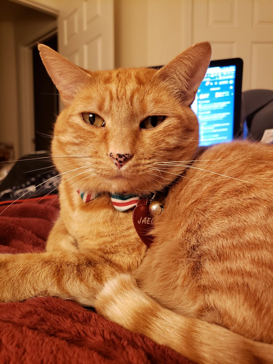 SoMuchApollo's tweet image. In these trying times, we need something to settle our nerves. All I can offer is my cats.