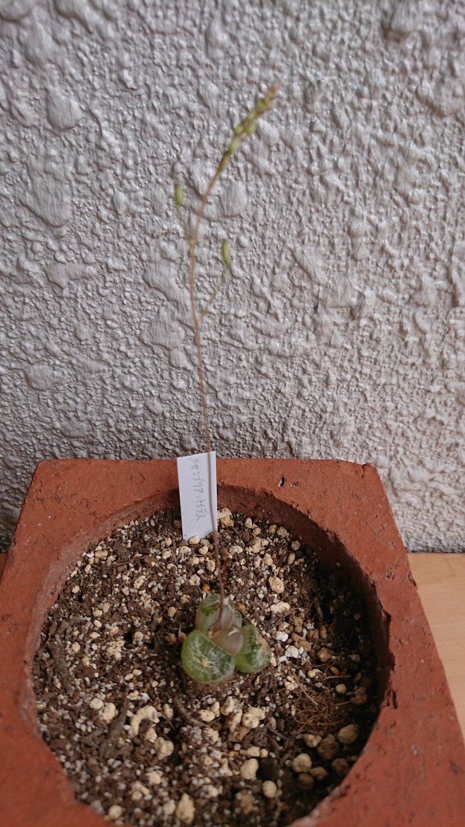 かつ 新しく ブルビネ メセンブリアントイデス を初購入したのでupします 茎が細いのにグングン伸びています 更に新しい茎も出てきています 多肉植物に対して 初めて液肥を与えました 水やりも 土が乾いたら都度与えています 黒法師と臥牛とは かつ 新しく ブルビネ メセンブリアントイデス を初購入したのでupします 茎が細いのにグングン伸びています 更に新しい茎も出てきています 多肉植物に対して 初めて液肥を与えました 水やりも 土が乾いたら都度与えています 黒法師と臥牛とは