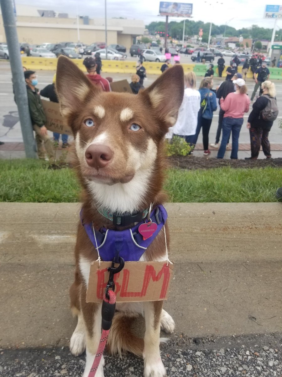 thread of very good dogs protesting for justice