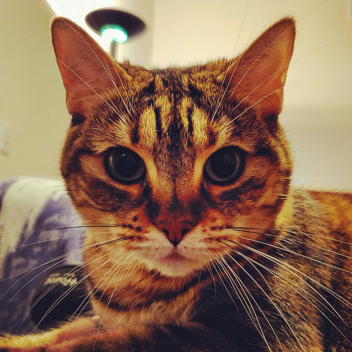 LorLamm_LorLamm's tweet photo. I see you! 😻😸😻😺 #sadkitty #catstagram #catsofinstagram #crazycatlady #prettykitty #catlover #catloversclub #catlovers #cats #catmama #bengalmix #bengalkitty #bengal #bengalcat #bengalsofinstagram #fourleggedkid #furbaby #catkid
https://t.co/MuWHHHG8sJ https://t.co/vEllGg7wJ9