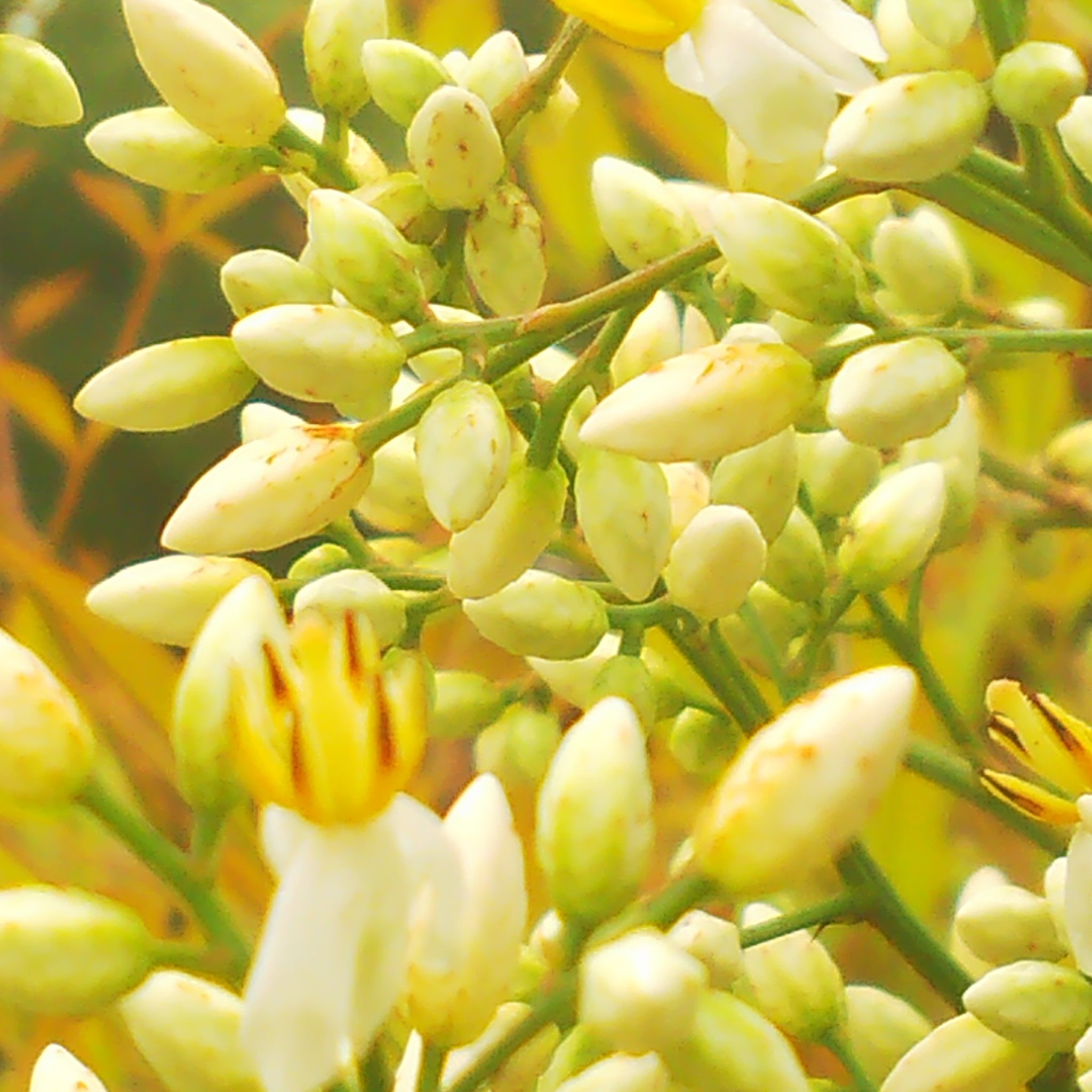 黒猫諒 Tlを花でいっぱいにしよう 最近のせたこの花 調べてみるとやはり南天の花のようです 魔除け や火災よけに効果があるとされる南天 白い花言葉は 深すぎる愛 機知に富む 赤い実の花言葉は 幸せ 私の愛は増すばかり 良き家庭 素敵な花
