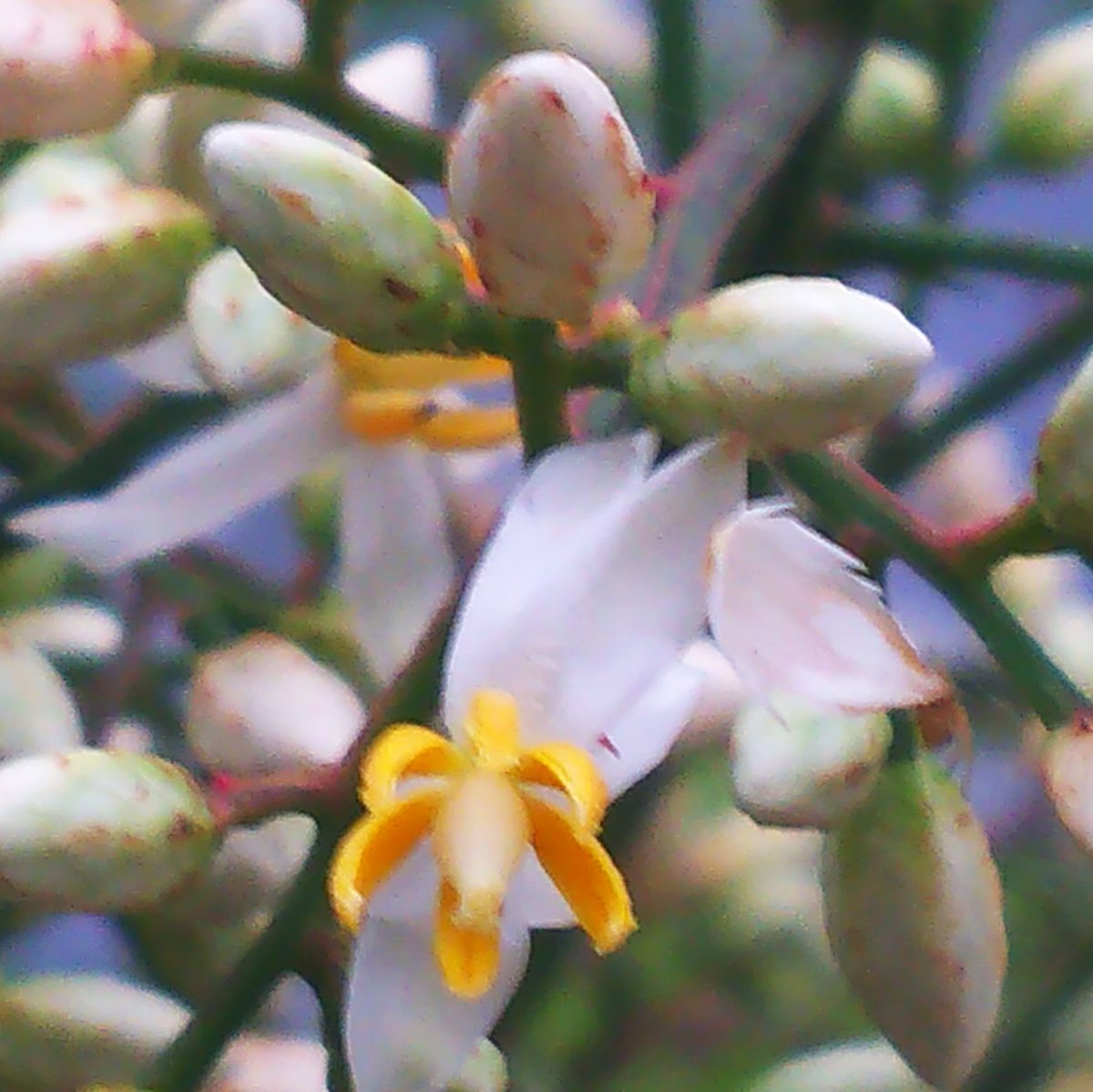 黒猫諒 Tlを花でいっぱいにしよう 最近のせたこの花 調べてみるとやはり南天の花のようです 魔除け や火災よけに効果があるとされる南天 白い花言葉は 深すぎる愛 機知に富む 赤い実の花言葉は 幸せ 私の愛は増すばかり 良き家庭 素敵な花 黒猫諒 Tlを花でいっぱいにしよう 最近のせたこの花 調べてみるとやはり南天の花のようです 魔除け や火災よけに効果があるとされる南天 白い花言葉は 深すぎる愛 機知に富む 赤い実の花言葉は 幸せ 私の愛は増すばかり 良き家庭 素敵な花