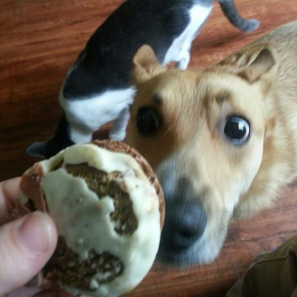 Commissioner Gordon The Corgi tweet media