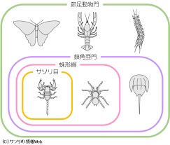 Uzivatel みんなの藤壺 Na Twitteru 動物の分類は 水生か陸生かではなく 体の構造や進化の過程で分類 されるので エビが昆虫に近かったりクモがカニに近かったりする 中学理科くらいで節足動物を学ぶと分かってくるかも 子ども科学電話相談 T Co