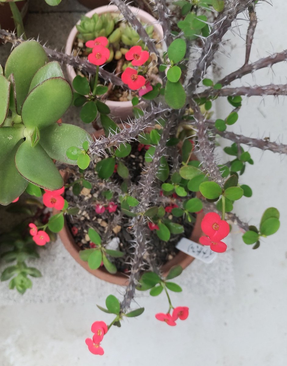 こころんグリーン على تويتر ハナキリンの赤い花がたくさん開いています 赤い花びらのように見える所は苞で 花はその中心部分です マダガスカル原産の多肉植物です ハナキリン 赤い花 苞 マダガスカル原産 多肉植物 園芸品種 園芸 ガーデニング 熊本市