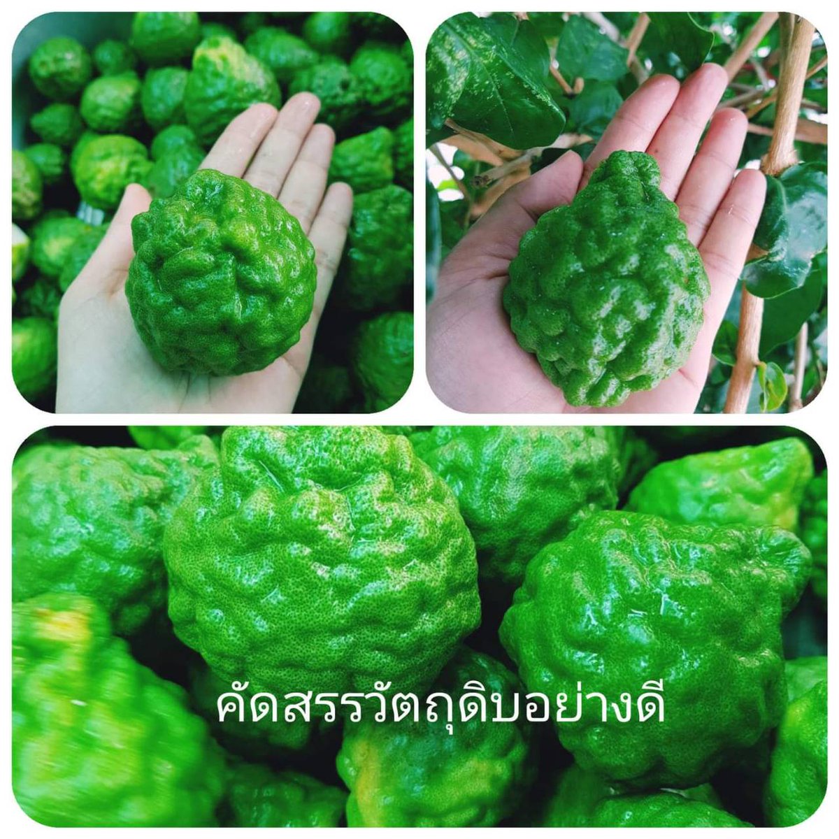 AnythingJingka's tweet image. #น้ำมันมหาจักร โฮมเมด ใส่ใจทุกขั้นตอน ใช้วัตถุดิบเกรดออแกนิค 
แก้อาการปวดเมื่อย คลายเส้น ตกหมอน เส้นตึง เส้นยึด นิ้วล็อค ใส่แผลสด แผลถลอก 

น้ำมันซึมผิวเร็ว ไม่แสบร้อน จะเย็น ๆเพราะว่าใส่เมนทอล

ราคา 90 บาท (ไม่รวมค่าจัดส่ง)
แถมสบู่ซักหน้ากาก #โควิด #หน้ากากอนามัย 
#ตลาดนุช