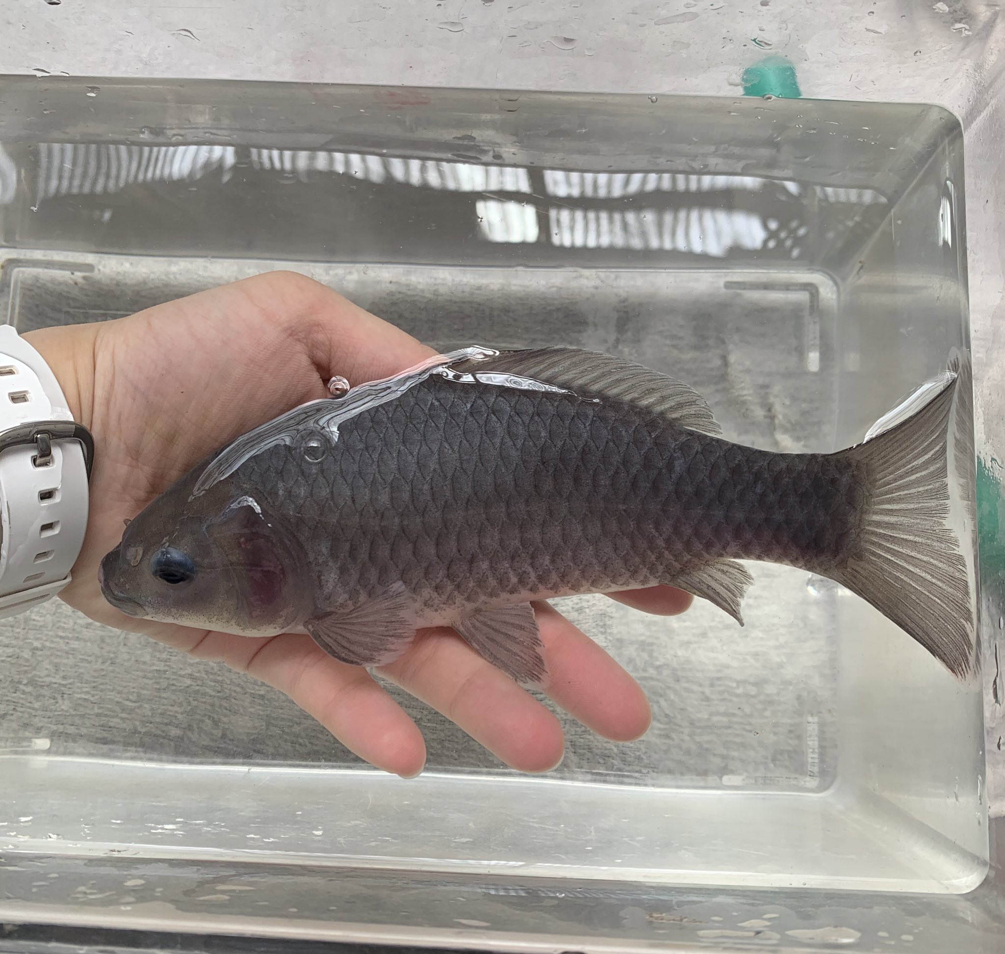 金魚坂 生体 越後 フナ金18cm 超渋格好いいです 金魚 フナ金 鮒金 淡水魚 金魚坂 本郷三丁目 文京区 金魚すくい 釣り堀 T Co Mmqv9a0njk Twitter