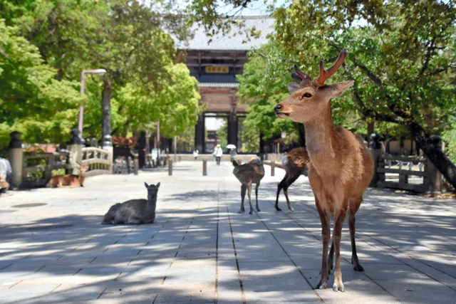 奈良のシカさん、観光客が減って逆に体調が良くなってしまうｗｗｗ