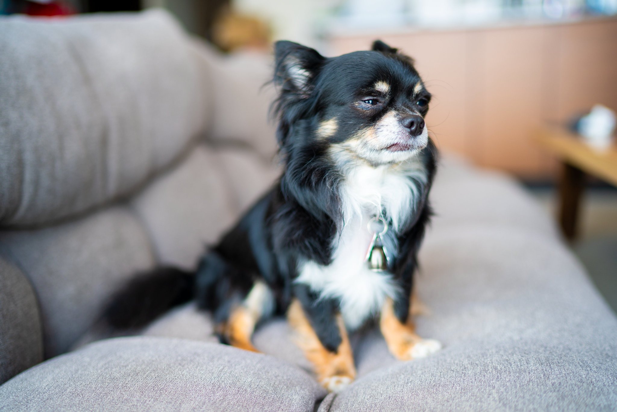 マサイ Fischer S チクワくん 8歳になりました 12年6月7日生まれ 犬より人が大好きで お客が家に来るたび足元で飛び跳ねる姿がこの子らしいなぁ と思わせます 他人に甘えても常に飼い主の目を見て様子を窺ったり 素直に指示を聞くからこそ