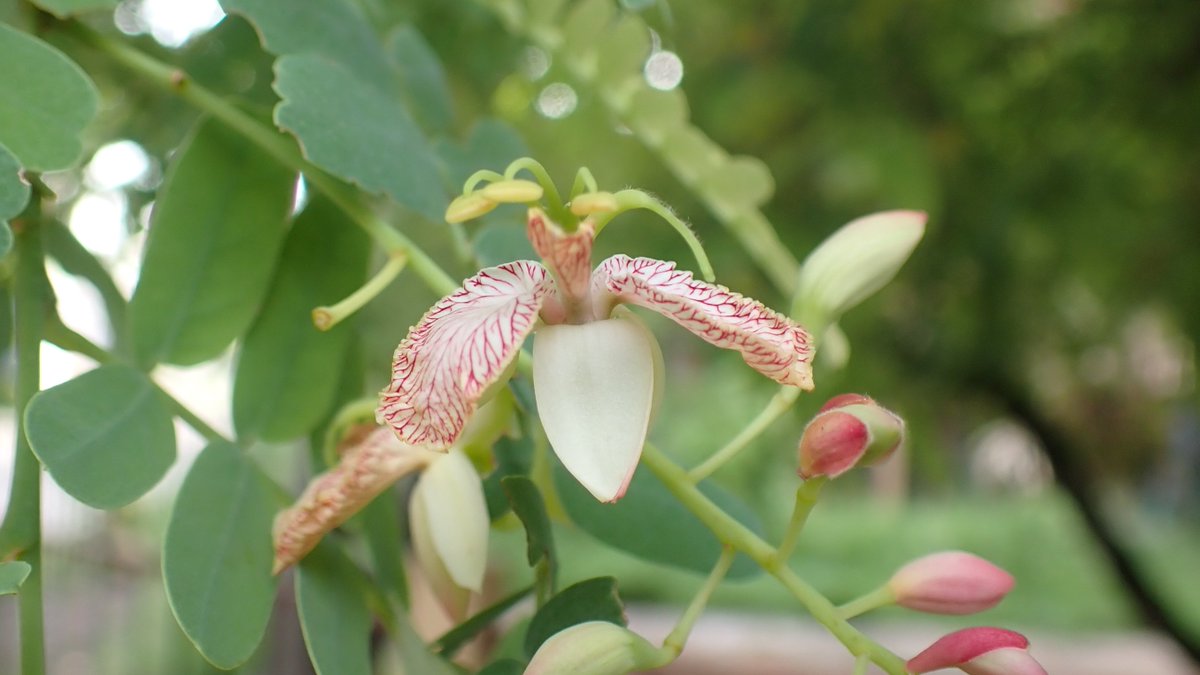 ট ইট র Lug Yas 実はタマリンドの花でした ふん そんなことぐらい知ってるわ と言われればそれまでですが 私にとってはこんな花 を咲かせていたなんて意外でした タマリンド