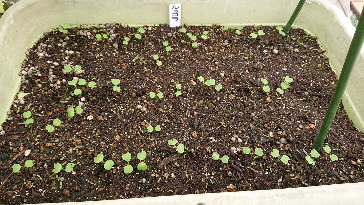 プランター De 野菜 ルッコラ 発芽 間引き完了 今年も植えちゃいました 別名 ロケット ハーブです ハーブの中では一番野菜に近い植物かも 育てるのも簡単なのでお勧めです サラダにすると出来映えがワンランク上がります そう感じるのは プランター De 野菜 ルッコラ 発芽 間引き完了 今年も植えちゃいました 別名 ロケット ハーブです ハーブの中では一番野菜に近い植物かも 育てるのも簡単なのでお勧めです サラダにすると出来映えがワンランク上がります そう感じるのは