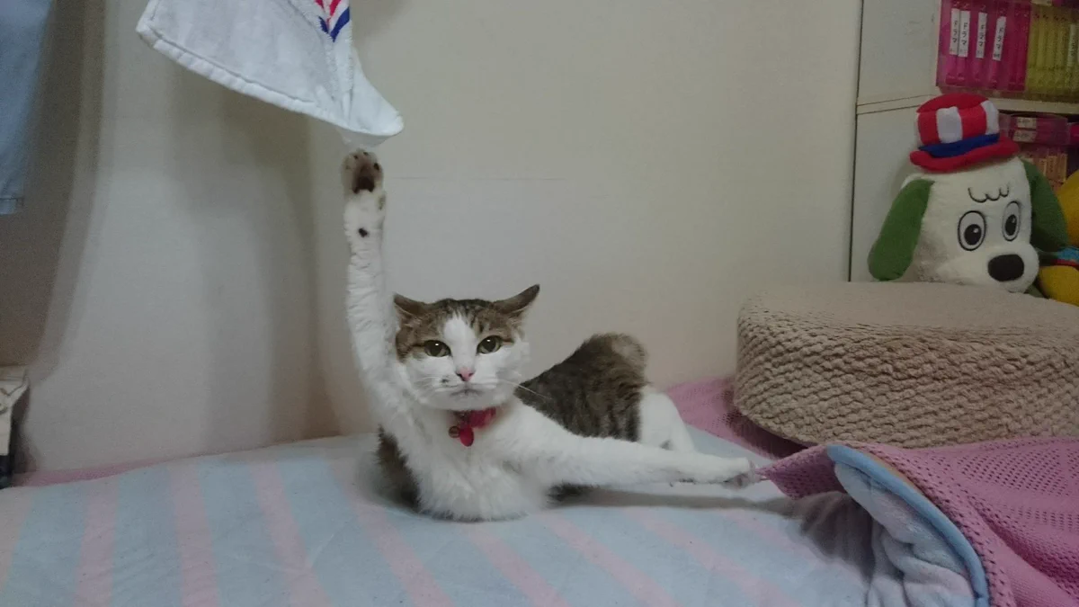 ご覧あれ！これが爪が引っかかり身動きが取れなくなった猫の表情だ！ｗｗ