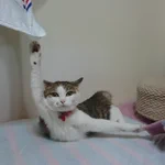 ご覧あれ!これが爪が引っかかり身動きが取れなくなった猫の表情だ!w