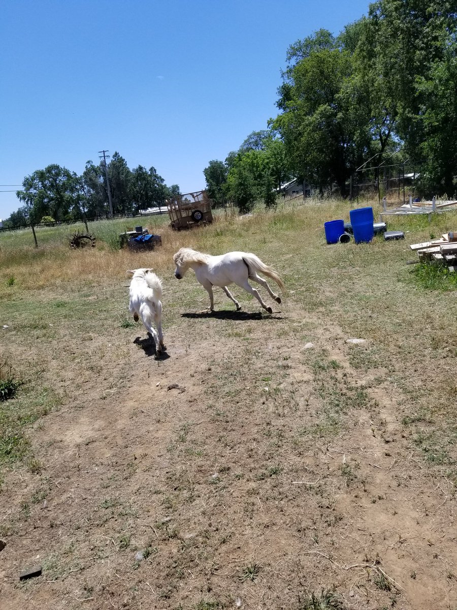 AbEquestrian's tweet photo. Pony and puppy enjoying the cool breeze here in Auburn @kcraFinan turned loose to stretch their legs for a bit in a larger than normal area https://t.co/lKFNJuOgCj
