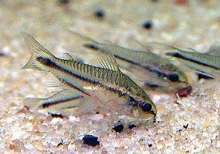 AquariumTalks's tweet photo. Pygmy Corydoras is another perfect #fish for #NanoTank setups. Grow max 1.2 inches. Very peaceful. Eats anything. better keep them in groups of 4-5.

#AquariumTalks #fish #pets #fishtank #fishkeepers #fishfacts https://t.co/QRQ3cSwgPR