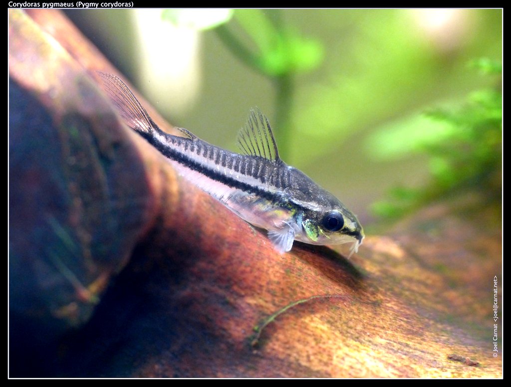 AquariumTalks's tweet photo. Pygmy Corydoras is another perfect #fish for #NanoTank setups. Grow max 1.2 inches. Very peaceful. Eats anything. better keep them in groups of 4-5.

#AquariumTalks #fish #pets #fishtank #fishkeepers #fishfacts https://t.co/QRQ3cSwgPR