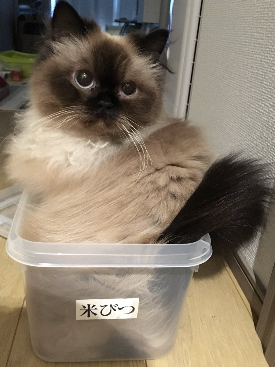 まろんとみるく 違和感 猫 猫好きさんと繫がりたい 猫のいる暮らし かわいいと思ったらrt ヒマラヤン 拡散希望 まろんとみるく 違和感 猫 猫好きさんと繫がりたい 猫のいる暮らし かわいいと思ったらrt ヒマラヤン 拡散希望