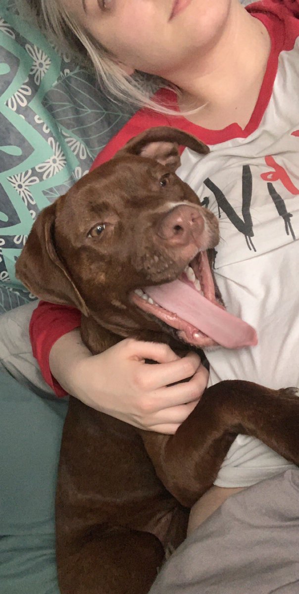 Awhittty's tweet photo. If anybody has seen my puppy running around Cheektowaga area please message me. Last seen on union &amp; William. Her name is millie. https://t.co/eWiQcWKSnl