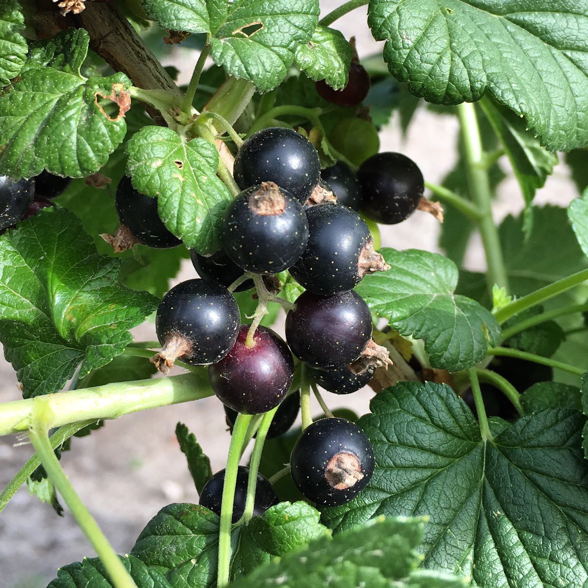 heritage_fruit's tweet photo. Currants have nearly sold out this year, but we have managed to find some more red, black and white varieties. These won’t last long! https://t.co/6EN9Rb5b1g #currant #currants #BlackCurrant #RedCurrant #WhiteCurrant https://t.co/pv3llHACrI