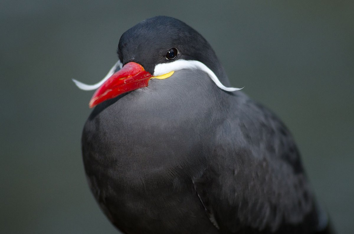 qikipedia's tweet image. The Inca tern has a feather mustache and meows like a cat.

(Image: Olaf Oliviero Riemer.)
