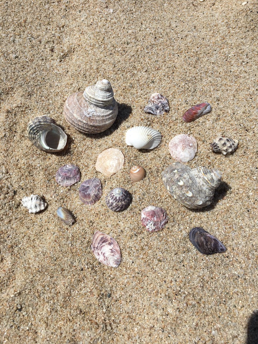 のりたまgo 貝殻拾い 誰もいない貝殻あるあるスポットへ 娘 必死で拾いまくってます笑 海 貝殻ひろい 貝殻 砂浜 T Co Yyamctufm8 Twitter