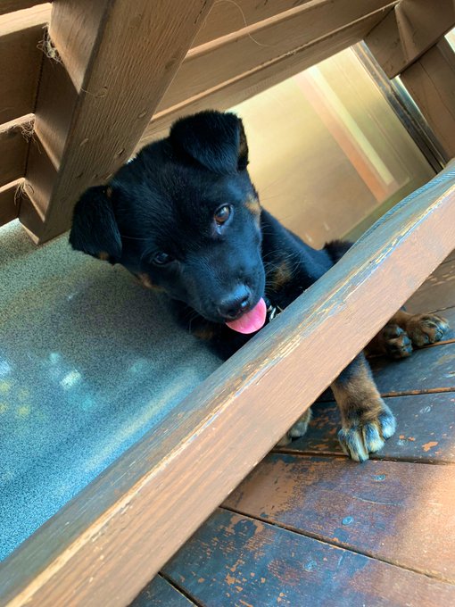 まろ眉のtwitterイラスト検索結果