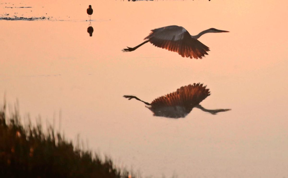 mopcparaguay's tweet photo. Nuestras obras viales en el Chaco paraguayo tienen prevista la construcción de pasafaunas, tanto en la #RutaBioceánica como la #Transchaco, para proteger la fauna y biodiversidad de la región occidental. https://t.co/qjTyM7ANRi