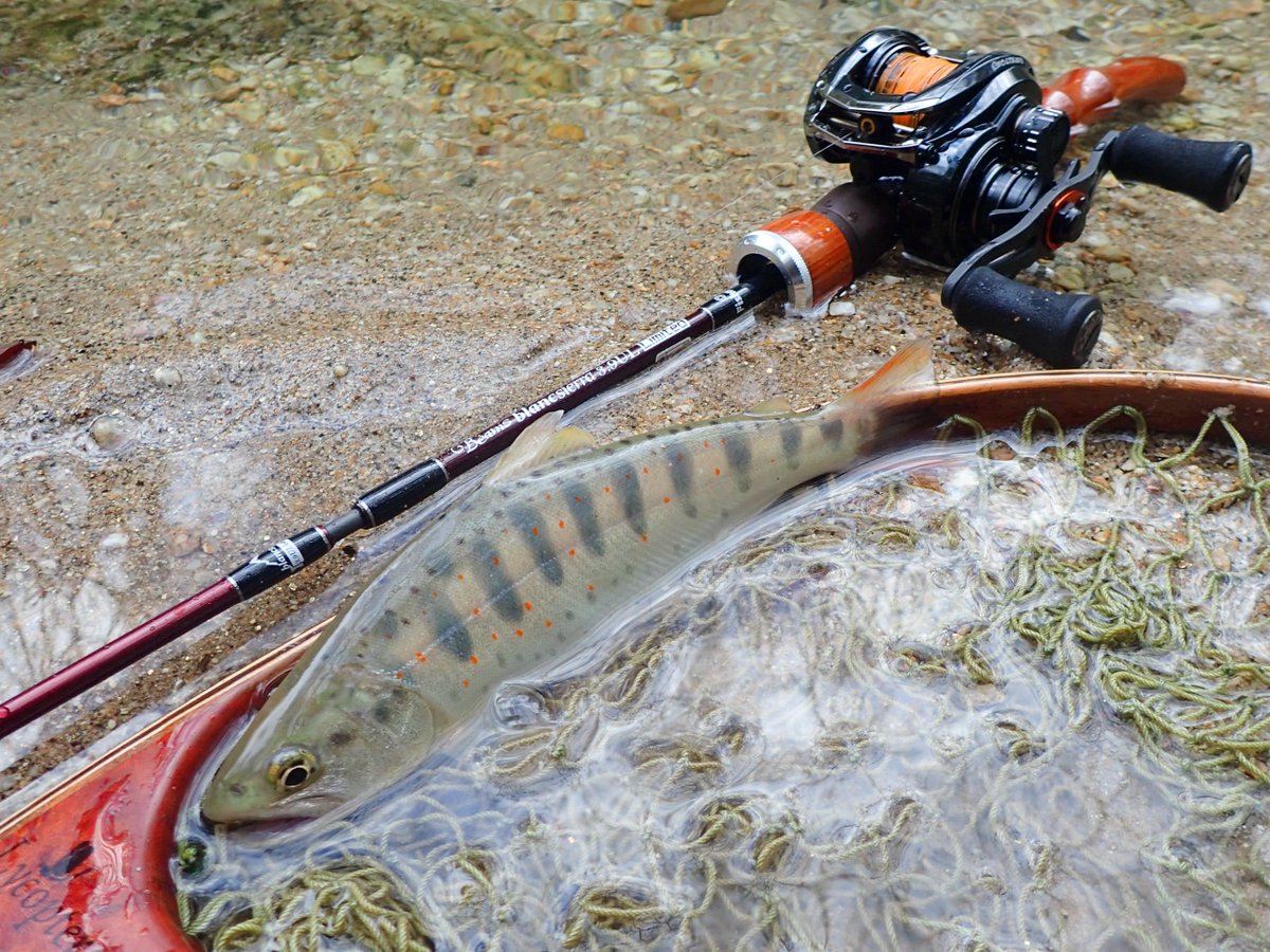 美品!フィッシュマン ブランシエラ48UL Fishman obgynegy.com