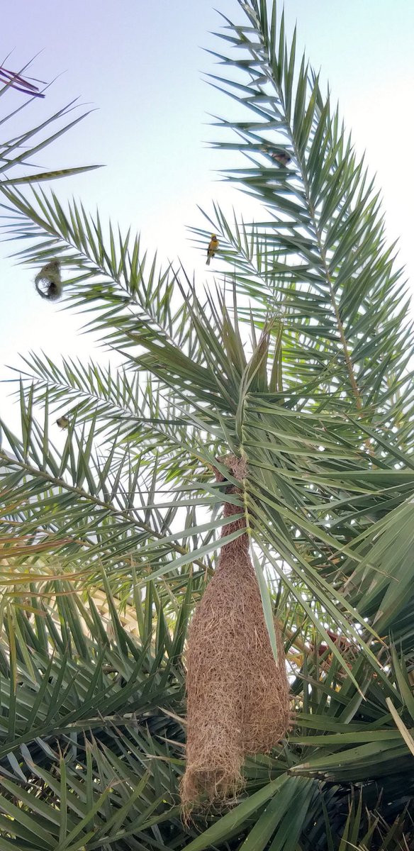 amandchawla's tweet photo. #प्रकृति की #सुंदर और #अदभुत रचनाओं में से एक 🐦

#Baya #Bird
#Bijda #Bijra #WeaverBird
#Ploceus #philippinus
#NaturePhotography
#SundayFunday with #Nature
at @RWASAREHOMES92 
#WorldEnvironmentDay2020

@backt0nature @nature @NatGeo @anilgandass9 @cleanAirBharat @ClimateActionGG https://t.co/HeAwiznpCU