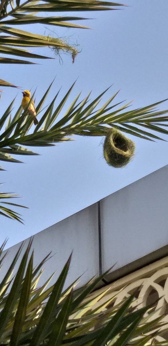 amandchawla's tweet photo. #प्रकृति की #सुंदर और #अदभुत रचनाओं में से एक 🐦

#Baya #Bird
#Bijda #Bijra #WeaverBird
#Ploceus #philippinus
#NaturePhotography
#SundayFunday with #Nature
at @RWASAREHOMES92 
#WorldEnvironmentDay2020

@backt0nature @nature @NatGeo @anilgandass9 @cleanAirBharat @ClimateActionGG https://t.co/HeAwiznpCU