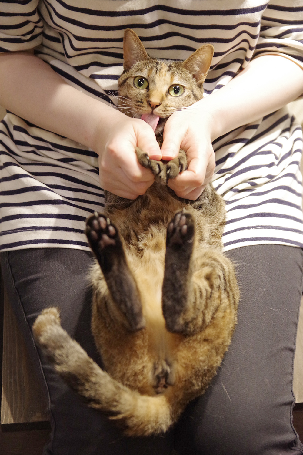 はむこ 猫カフェ写真 大好きな人の抱っこ とナデナデにご機嫌な夕日ちゃん 嬉しくて人間の毛づくろいをしてくれている図 わたしは夕日ちゃんに避けられていて抱っこもままならないので うらやましいです でも遊んではくれる 猫カフェ 猫の王様 川口